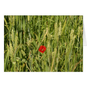 pavot à cornfield