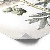 Pavot blanc Fleurs Art Imprimer Poster (Coin)