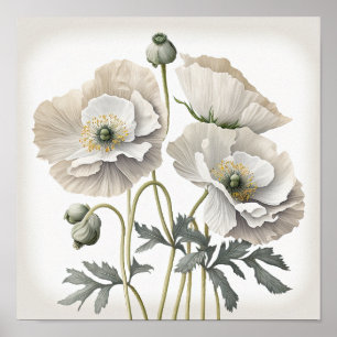 Pavot blanc Fleurs Art Imprimer Poster