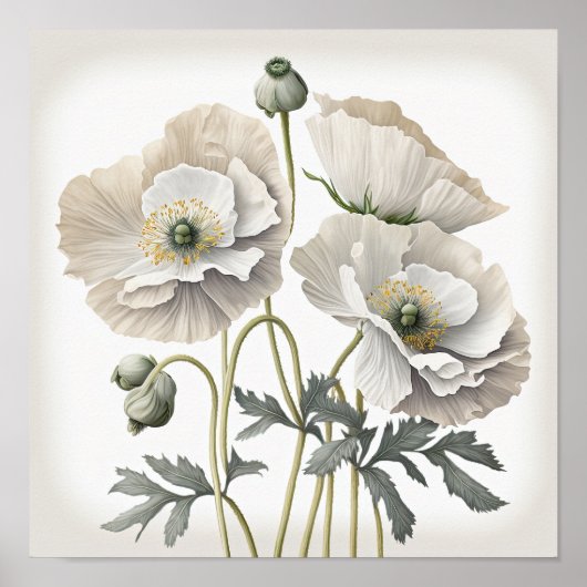 Pavot blanc Fleurs Art Imprimer Poster (Devant)