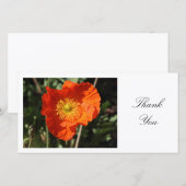 Pavot gallois (orange) - Merci (Devant / Derrière)