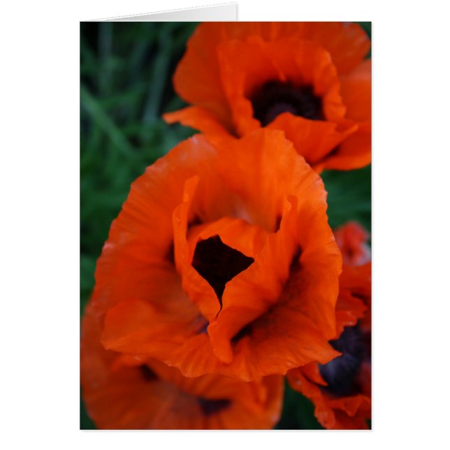Pavots (Devant)
