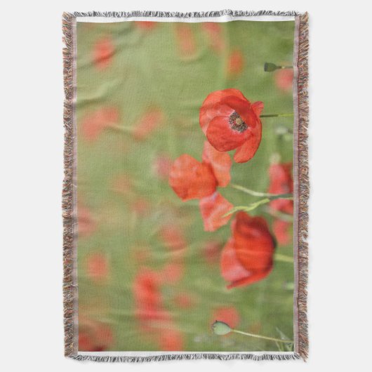 Pavots dans une couverture de champ de pavot (devant Vertical)