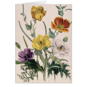Pavots et anémones