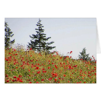 Pavots rouges sur une carte de flanc de coteau