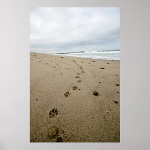 Pawprints Poster