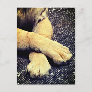 Paws Briefkaart