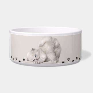 "Pawyer Bowl"? Kitten🐾✨ -> "Pawyer Bowl"? Poesje Voerbakje