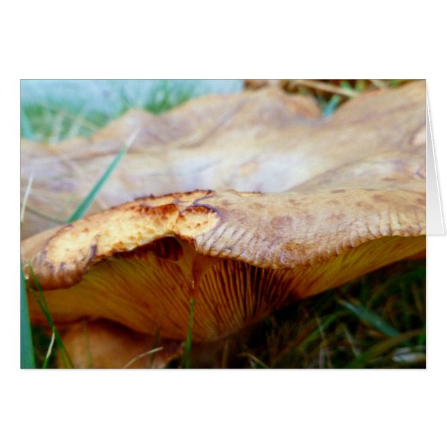 Paxillus involutus (Devant horizontal)