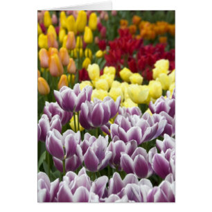 Pays-Bas aka Hollande), Lisse. Keukenhof 3