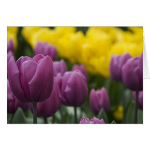 Pays-Bas alias Holland), Lisse. Keukenhof 10