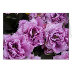 Pays-Bas (alias Holland), Lisse. Keukenhof 2