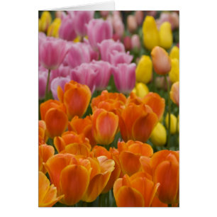 Pays-Bas alias Holland), Lisse. Keukenhof 4