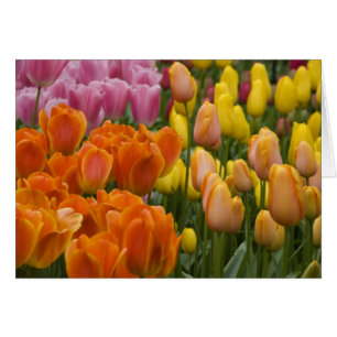 Pays-Bas alias Holland), Lisse. Keukenhof 9