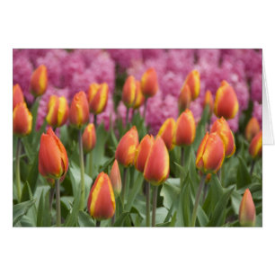 Pays-Bas (aussi appelé Hollande), Lisse. Keukenhof