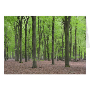 Pays-Bas Forest