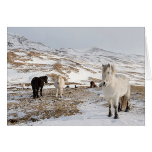 Paysage avec des chevaux islandais