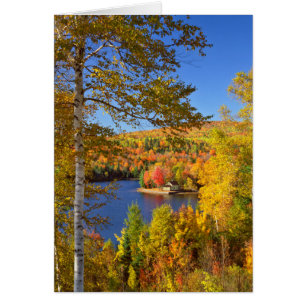 Paysage d'arbres en automne, Maine