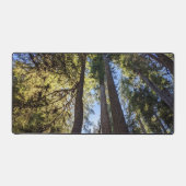 Paysage d'arbres forestiers (Recto)