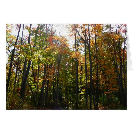 Paysage d'automne de forêt ensoleillée (Devant horizontal)