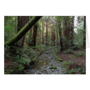 Paysage de la forêt de Muir Woods Stream