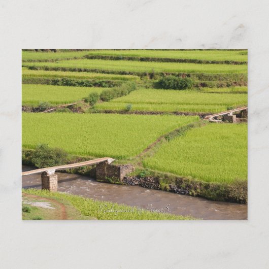 Paysage de rizières à Madagascar Briefkaart (Voorkant)