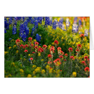 Paysages de Bluebonnet