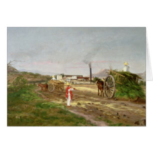 Paysans rassemblant la canne à sucre