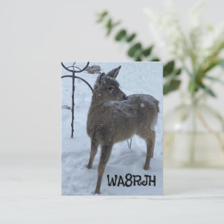PC winter baby herder Ham Op amateur radio qsl-kaa Briefkaart