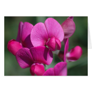 Pea Blossom