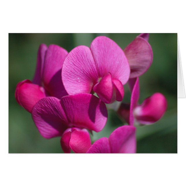 Pea Blossom (Voorkant Horizontaal)