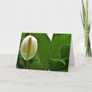 Peace Lily, carte