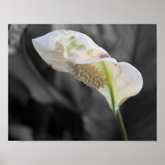 Peace Lily - Selectieve kleur Poster (Voorkant)