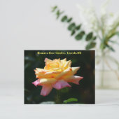 Peace Roos Briefkaart HRG 500n 2014 (Staand voorkant)