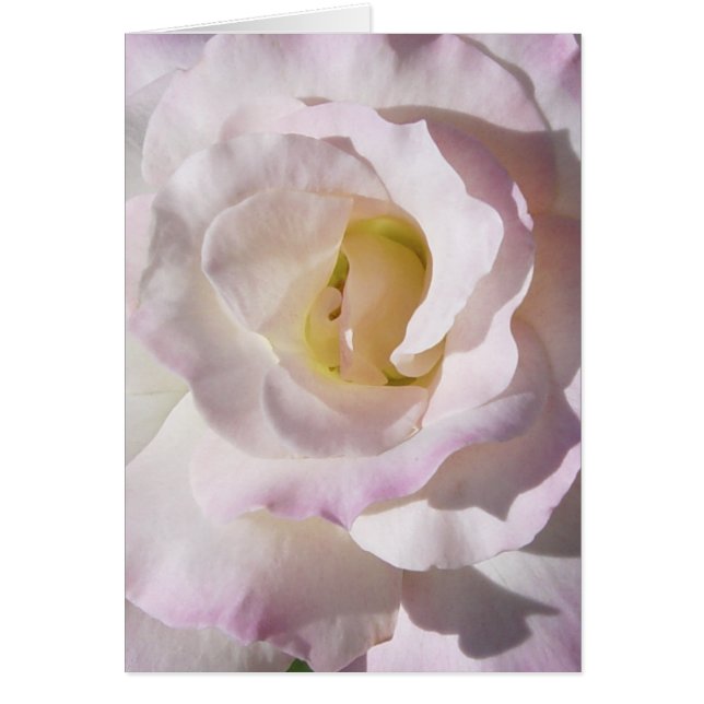 Peace Roos Card (Voorkant)