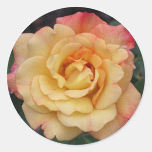 Peace-Roos: prachtige roze en gele bloemen Ronde Sticker