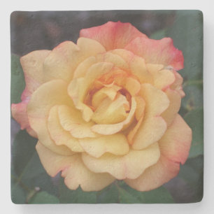 Peace-Roos: prachtige roze en gele bloemen Stenen Onderzetter