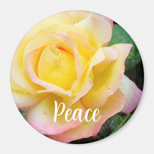 Peace Rose Photo Magneet (Voorkant)