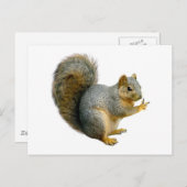 Peace Squirrel Briefkaart (Voorkant / Achterkant)