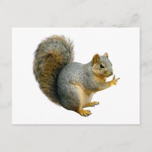 Peace Squirrel Briefkaart