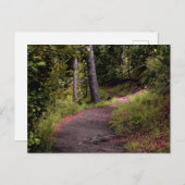 Peaceful Forest Trail on Mount Lemmon Briefkaart (Voorkant / Achterkant)