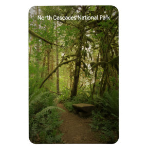Peaceful Green Forest Trail Washington Magneet