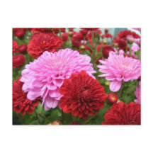 Peaceful Morning Glory