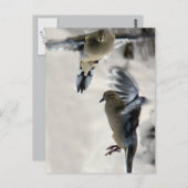 Peaceful Mourning Doves in Mid Flight Briefkaart (Voorkant / Achterkant)