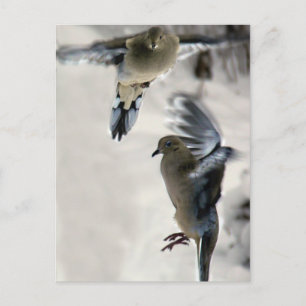 Peaceful Mourning Doves in Mid Flight Briefkaart