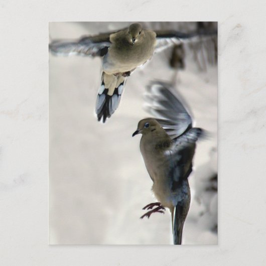 Peaceful Mourning Doves in Mid Flight Briefkaart (Voorkant)
