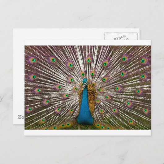 Peaceful Peacock Briefkaart (Voorkant / Achterkant)