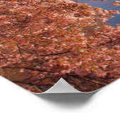 Peaceful Pink Cherry Blossom in DC Poster (Hoek)