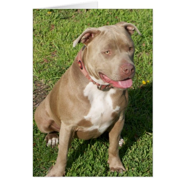 Peaceful Pitbull (Voorkant)