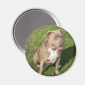 Peaceful Pitbull Magneet (Voorkant / Achterkant)